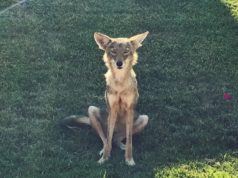 Poetry: Coyote Communion coyote