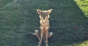 Poetry: Coyote Communion coyote