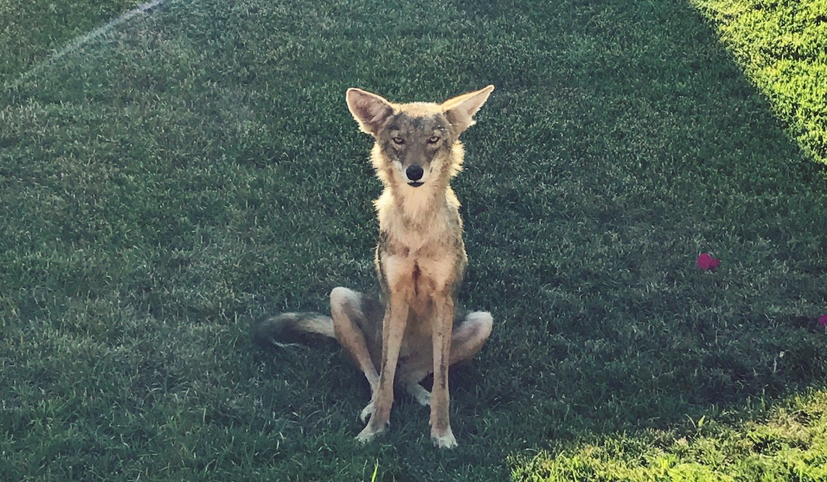 coyote
