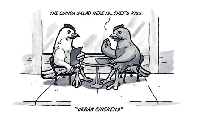 OKC chickens