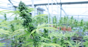 Recreational marijuana: SQ 820 signature collection starts today SQ 820