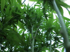 SQ 820 group asks state Supreme Court to put marijuana vote on November ballot