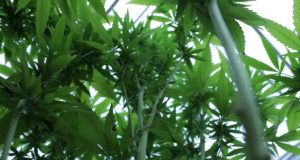 SQ 820 group asks state Supreme Court to put marijuana vote on November ballot