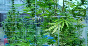 Cached: OMMA preps for new commercial licensee moratorium commercial licensee moratorium