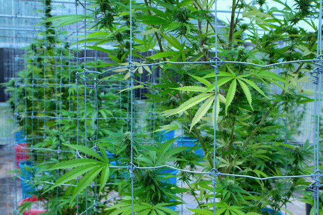 commercial licensee moratorium