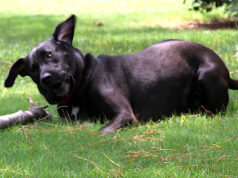 Loving, loyal, trusting: Dogs model behavior at its best dogs