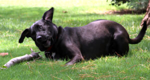 Loving, loyal, trusting: Dogs model behavior at its best dogs