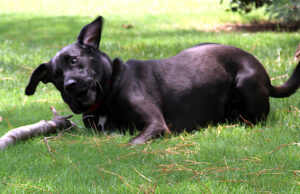 Loving, loyal, trusting: Dogs model behavior at its best dogs