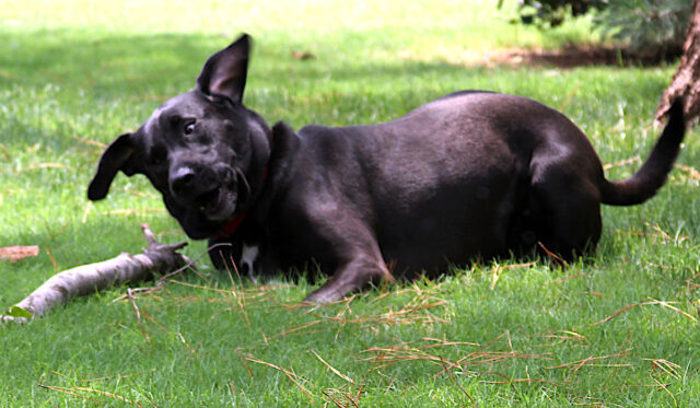 dogs