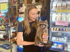 Allow me to reintroduce myself: Megan Prather returns for distribution, development role Megan Prather, NonDoc distribution, taxidermied raccoon