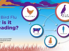 Bird flu detection in dairy cattle sparks rise in state, federal biosecurity and precautions Bird Flu