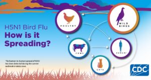 Bird flu detection in dairy cattle sparks rise in state, federal biosecurity and precautions Bird Flu