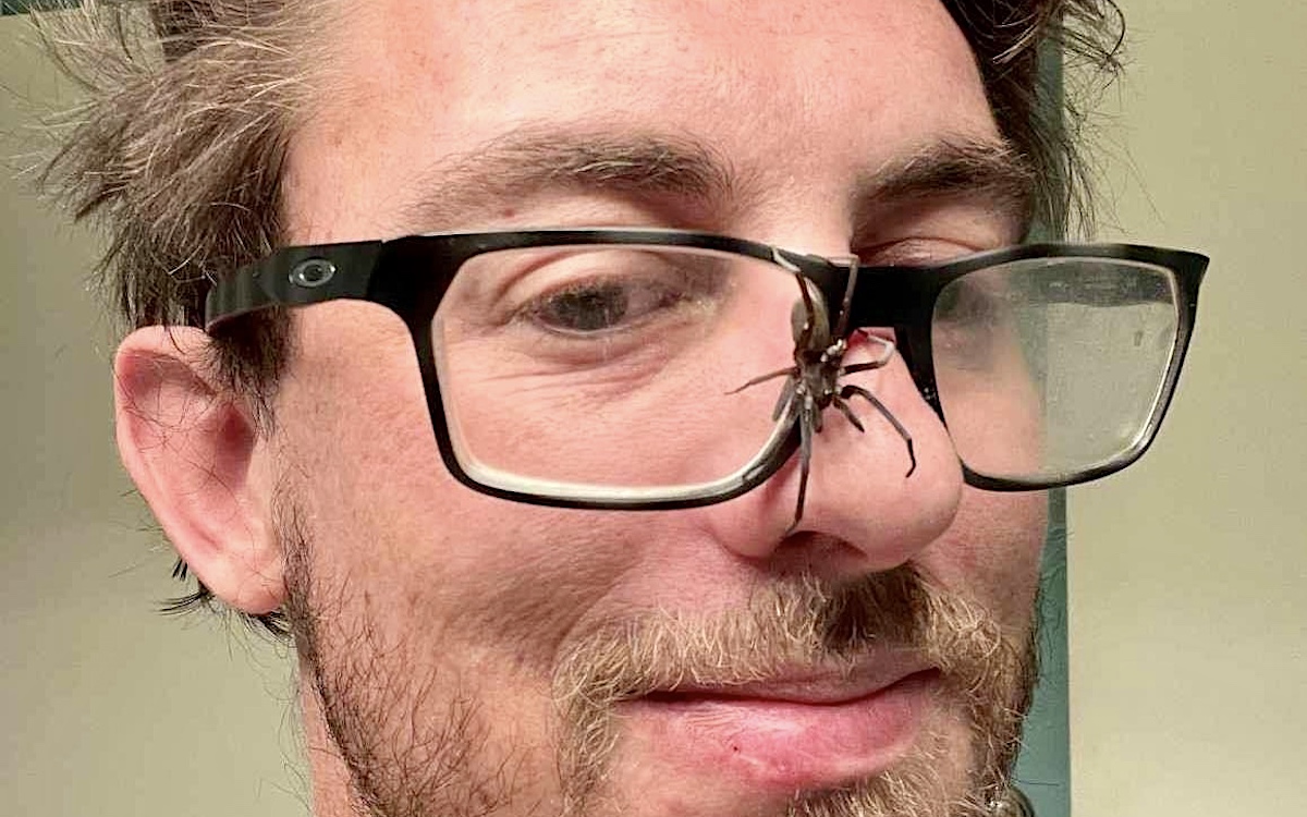 Oklahoma spiders Nick Krueger