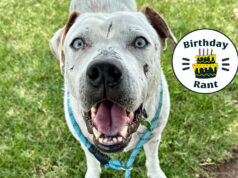 Birthday Rant: Animal welfare is a community problem OKC animal welfare