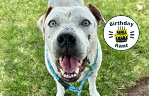 Birthday Rant: Animal welfare is a community problem OKC animal welfare