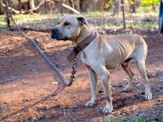 More than 260 animals seized, possible rooster ‘fighting pit’ found in Grady County Grady County cockfighting, animals