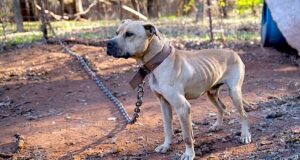 More than 260 animals seized, possible rooster ‘fighting pit’ found in Grady County Grady County cockfighting, animals