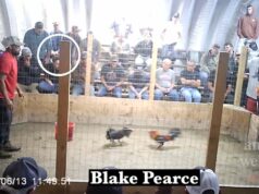 Video shows Oklahoma Gamefowl Commission leaders at illegal cockfights Oklahoma Gamefowl Commission