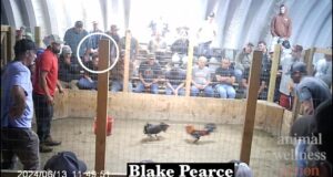 Video shows Oklahoma Gamefowl Commission leaders at illegal cockfights Oklahoma Gamefowl Commission