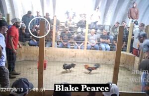 Video shows Oklahoma Gamefowl Commission leaders at illegal cockfights Oklahoma Gamefowl Commission