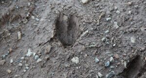 Tribes pull trigger on lawsuit against ODWC, Stitt in wildlife fight tribal hunting and fishing