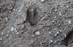 Tribes pull trigger on lawsuit against ODWC, Stitt in wildlife fight tribal hunting and fishing
