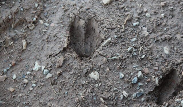 tribal hunting and fishing