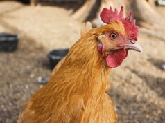 Tyson, George’s, Cargill settle Illinois River Watershed pollution lawsuit