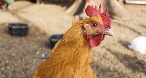 Tyson, George’s, Cargill settle Illinois River Watershed pollution lawsuit